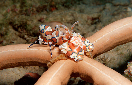 Harlequin shrimp feeding on a starfish, Hymenoceara elegans, Maldives Island, Indian Ocean, Ari Atol