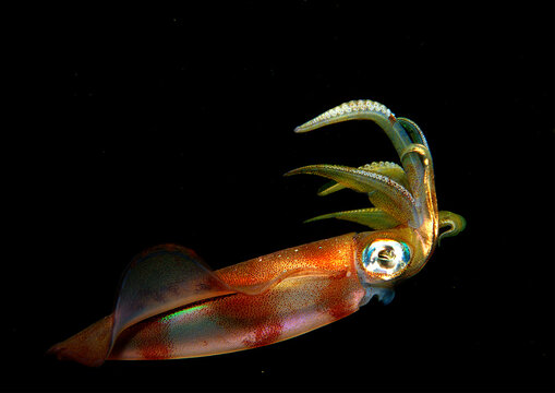 squid, nightdive, Sepioteuthis lessoniana, Egypt, Red Sea, Sinai
