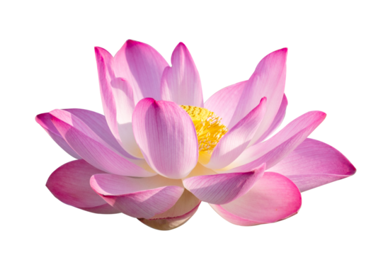 purple pink lotus Isolate on transparent background PNG file