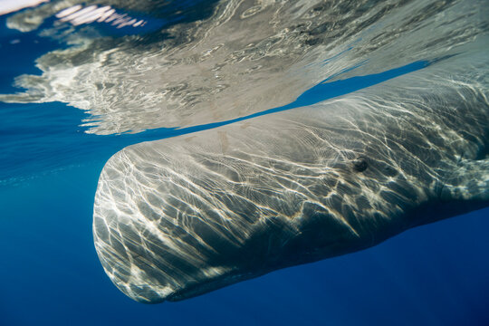 Sperm whale (Physeter macrocephalus) swimming underwater, Portugal