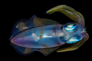 Rainbow macro squid Sepioteuthis lessoniana in black water of Red Sea of Egypt side view