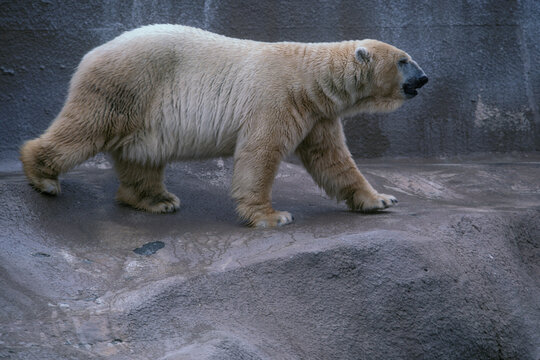 Albuquerque zoo
