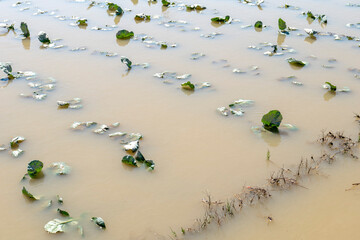台風の大雨で増水し冠水被害にあったブロッコリーの苗