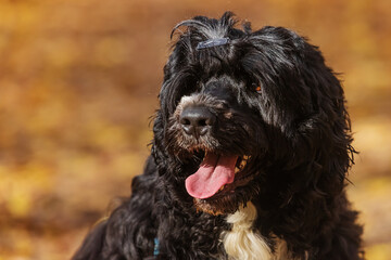 male Portuguese Water Dog close-up head portrait