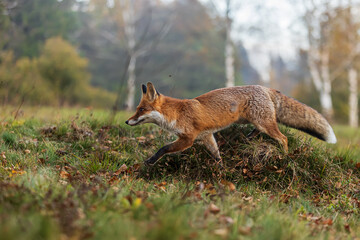 male red fox (Vulpes vulpes) crosses open spaces