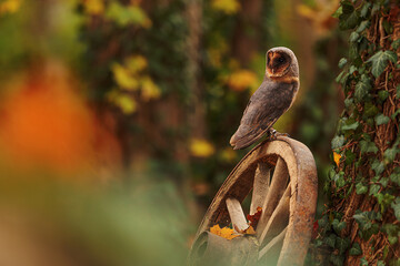 female barn owl (Tyto alba) sitting on a vintage wheel