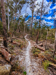 Fototapeta na wymiar Bay of Fires Trail in Tasmania Australia