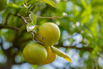 Satsuma orange fruit that began to ripe, on the tree