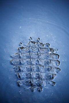 Close-up, high angle view of partially submerged crocodile back.