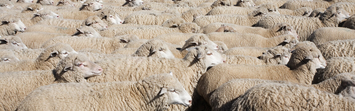Group of sheep aligned, Sun Valley, Idaho.