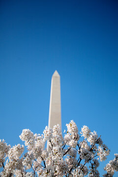 The Washington Monument can be seen behind cherry blossoms on the Cherry trees on the Mall in Washington DC in spring.