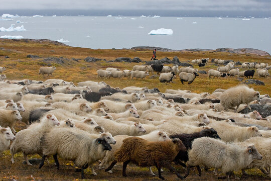 Roundup of sheep for slaughter near Inneruulalik, Greenland.