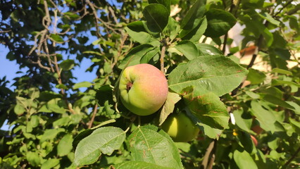 apples on a tree