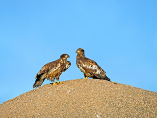 two immature Bald Eagle standing together on gravel pile against cyan blue sky.