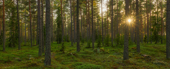 Pine tree forest landscape in sunrise. Forest therapy and stress relief.