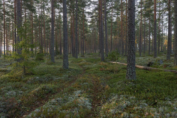 Pine tree forest landscape. Forest therapy and stress relief