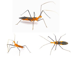 Orange and black milkweed assassin bug - Zelus longipes - isolated on white back ground Three views or angles in Florida