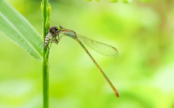 Side view of a dragonfly eating a mosquito. This dragonfly has the scientific name Platycnemis