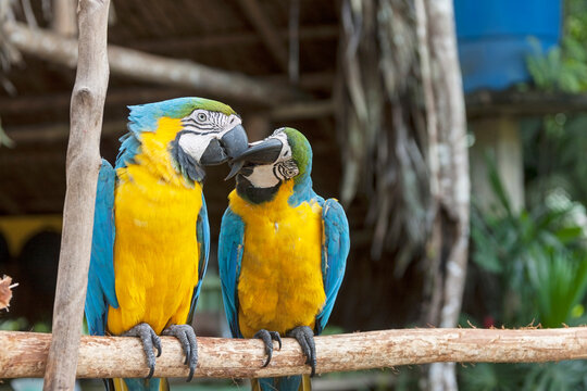 Two Gold and Blue Macaws (Ara ararauna) mating with love kiss, Orinoco Delta, Venezuela