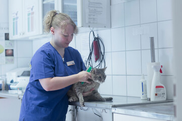 Female veterinary surgeon examining cat in surgery, Breisach, Baden-Württemberg, Germany