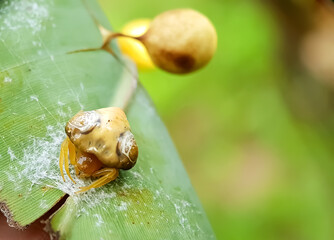 Photo of a spider chick that has just emerged from its cocoon and beside it is another cocoon that is still intact.