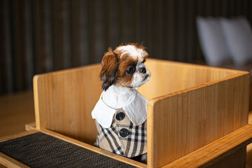 a cute little dressed shih tzu puppy