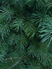 green conifer tree background
