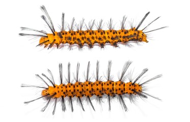 polka-dot wasp moth caterpillar - Syntomeida epilais isolated on white background