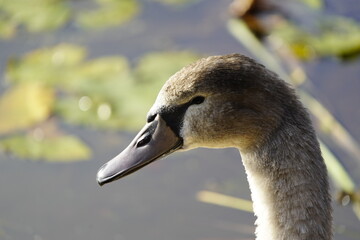 Young mute swan, this year (Cygnus olor) Anatidae family.