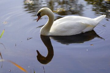 Mute swan (Cygnus olor) Anatidae family. Hanover, Germany.