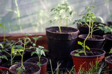 Tomato cultivation. Greenhouse botany. Natural farm. Fresh growing vegetables spreads in greenhouse pots daylight.