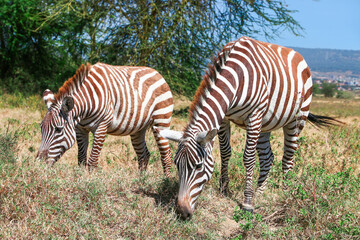 Plains zebras