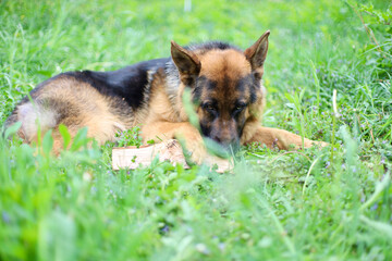Beautiful German Shepherd dog is playing in the grass with flowers. German Shepherd puppy frolics in the grass, playing with flowers