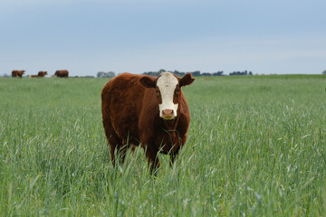 Cattle raising  with natural pastures in Pampas countryside, La Pampa Province,Patagonia, Argentina.