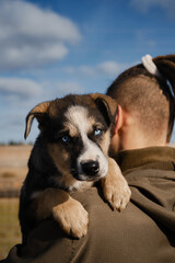 Man chose puppy from shelter. Young Caucasian man with dreadlocks hugs blue-eyed Alaskan husky puppy outside on warm day. Close up portrait against blue cloudy sky, view from behind.