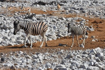 Fototapeta na wymiar Zebraherde (Equus quagga) im Etoscha Nationalpark in Namibia. 