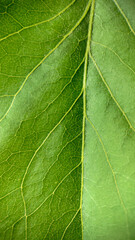Green leaf with veins close-up.Texture or background