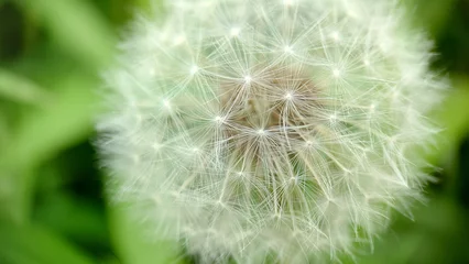 Türaufkleber Ripe fluffy head of a field dandelion.Texture or background © mastak80