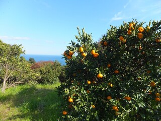 伊豆半島、海の見えるミカン畑２