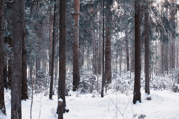 Winter forest. Landscape of the park in winter. Snow-covered trees at the edge.