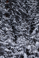 Winter forest. Landscape of the park in winter. Snow-covered trees at the edge.