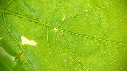 Green oak leaf with veins close-up.Texture or background