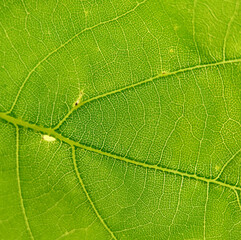 Obraz premium Background image of a green oak leaf with veins close-up