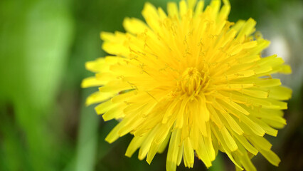 Yellow weed dandelion flower on green background