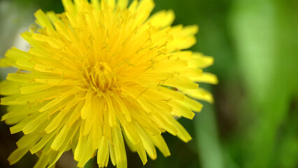 Weed yellow dandelion flower on a green background