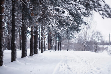 Obraz premium Winter forest landscape. Tall trees under snow cover. January frosty day in the park.