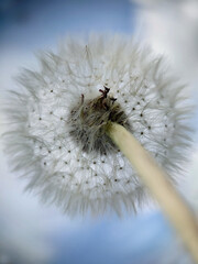 Fototapeta na wymiar White dandelion head bottom view against the sky