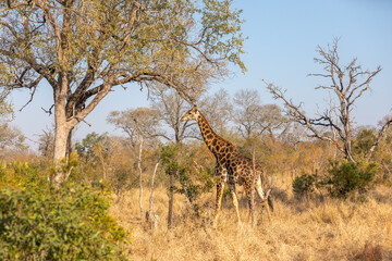 A male giraffe ( Giraffa Camelopardalis), Sabi Sands Game Reserve, South Africa.