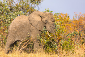 Obraz premium Elephant (Loxodonta africana), Sabi Sands Game Reserve, South Africa.