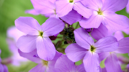 Small lilac phlox flowers with a yellow-green center